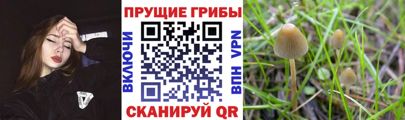 omg ТОР  Сафоново  Псилоцибиновые грибы Psilocybe 